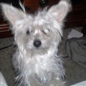 Meet your Posher, Lane